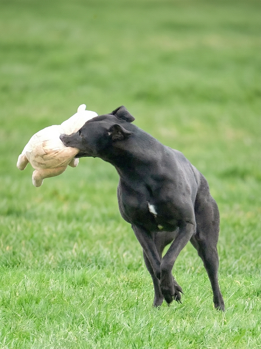 Black dog carrying a white plush toy in its mouth while running on a grassy field.