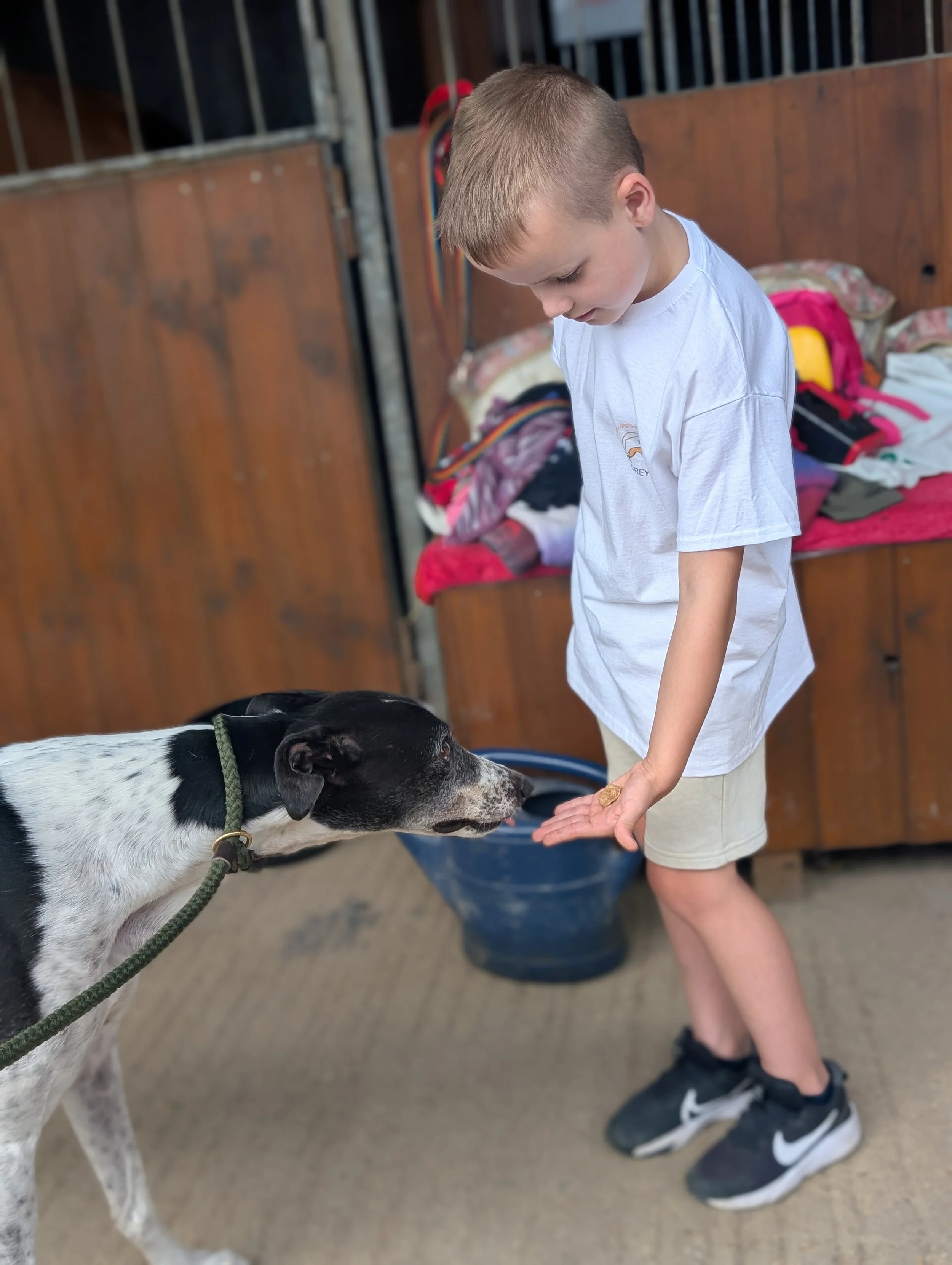 Young boy in white T-shirt and beige shorts feeding a black and white dog in a stable or barn.