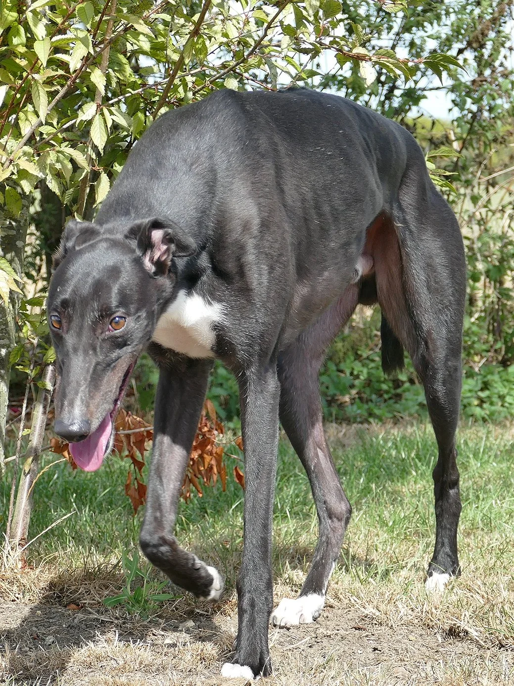 A black greyhound dog with white markings on its chest and paws, standing outdoors next to bushes and grass, with its tongue hanging out.