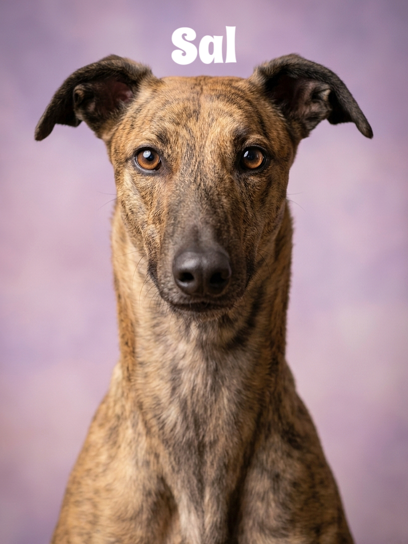 Close-up of a brindle-coated dog with attentive expression and a purple background. The word 'Sal' is above the dog's head.