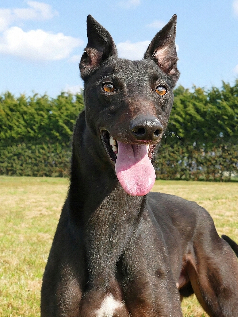 A black dog with large ears and golden eyes sitting on a grassy field under a blue sky, with trees in the background, panting with its tongue out.