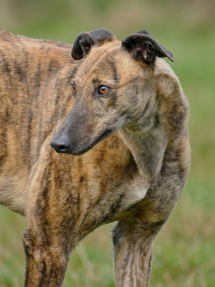 A brindle-coated dog with a slender face and a long snout standing on grass, looking to the side.