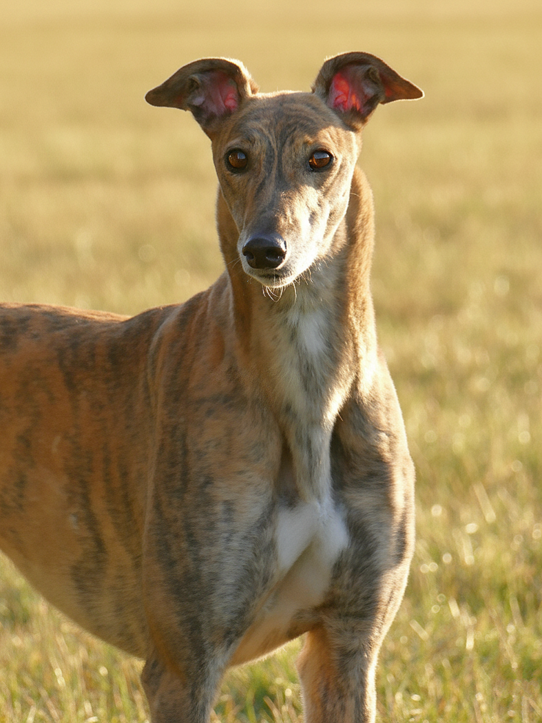 A brindle greyhound standing outdoors in a grassy field during golden hour.
