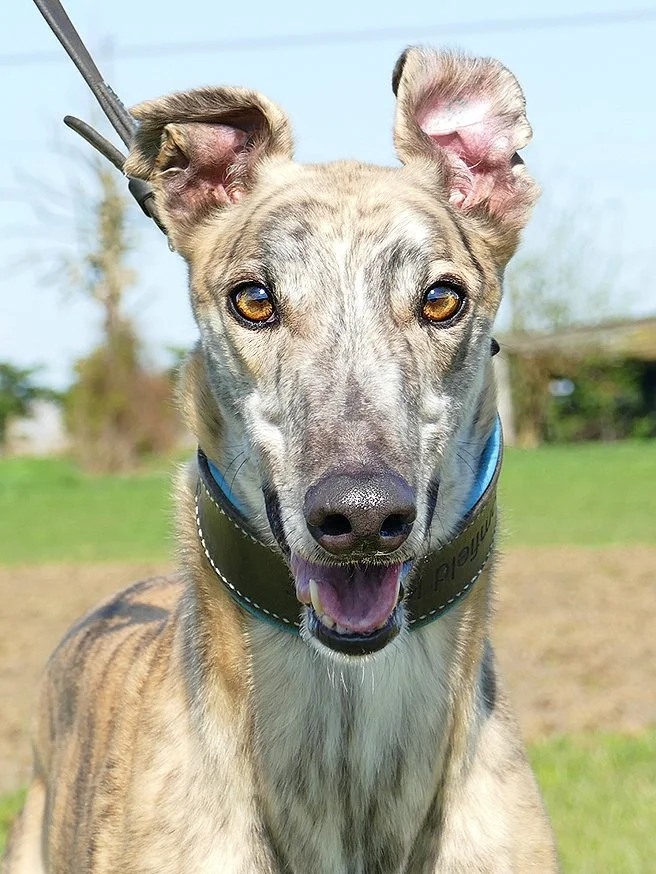 Rehome A Greyhound