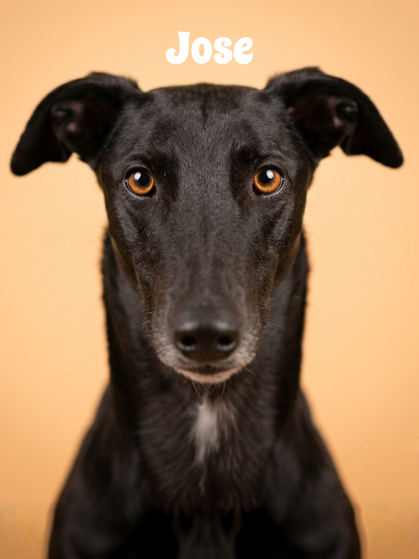 Close-up of a black dog with amber eyes and a small white patch on its chest, named Jose, against a neutral background.
