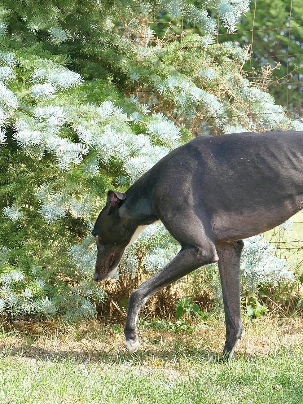 A black and white dog with a slender build, sniffing or investigating the ground next to a bush with green and grayish-blue needles.