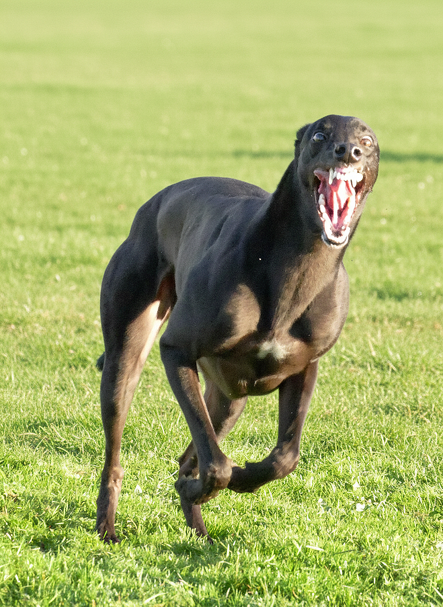 A black dog running aggressively on a grassy field with its mouth open and teeth showing.