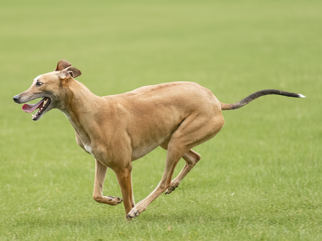 A tan greyhound running on grass field