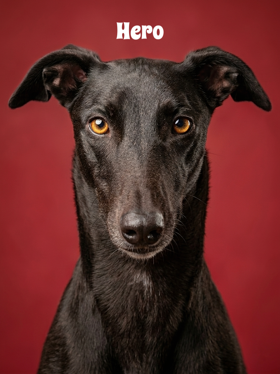 Close-up of a black dog with amber eyes on a red background, with the word 'Hero' written above its head.