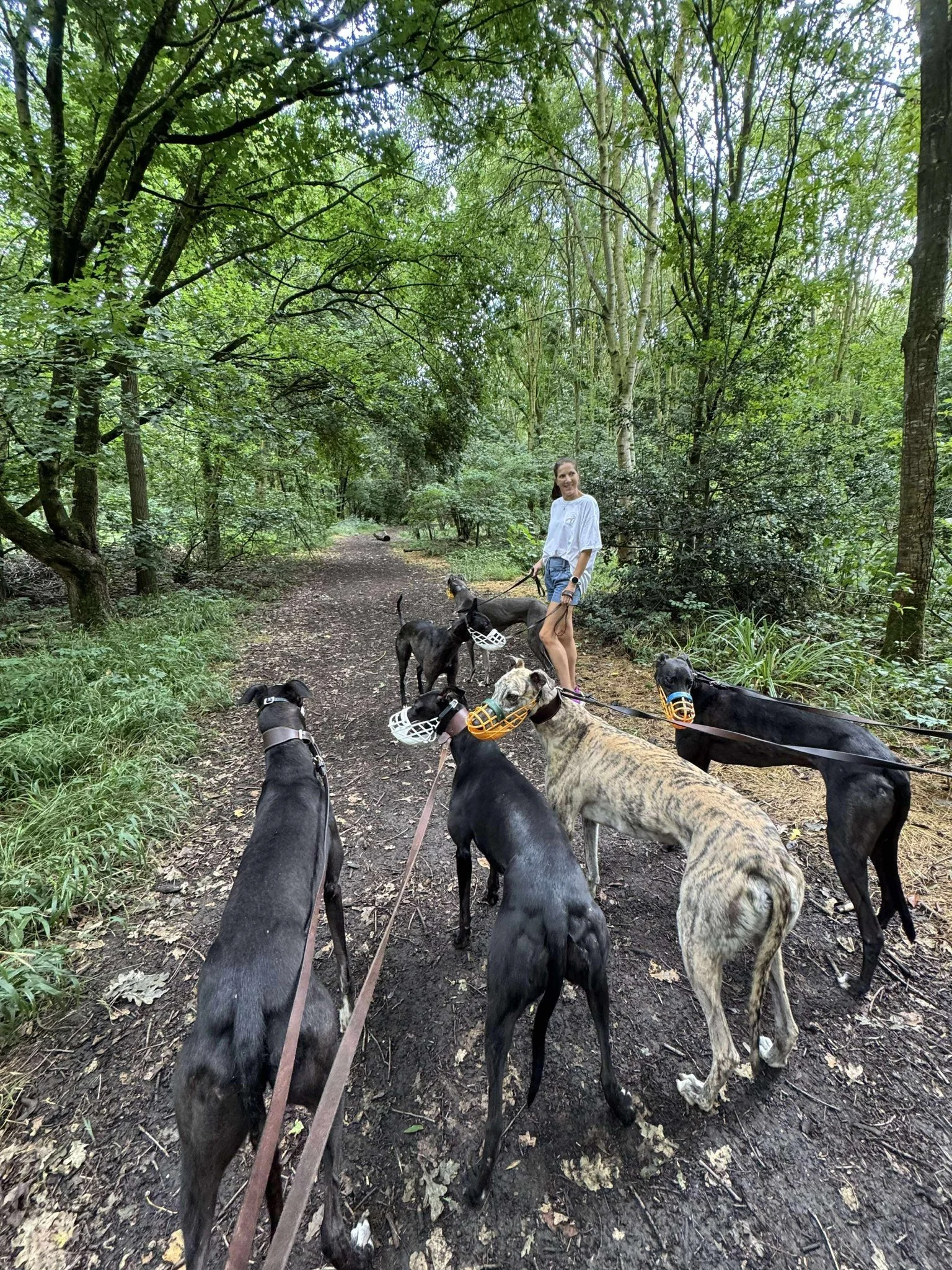 A woman walking on a dirt trail in a forest with several greyhounds, some wearing muzzles.