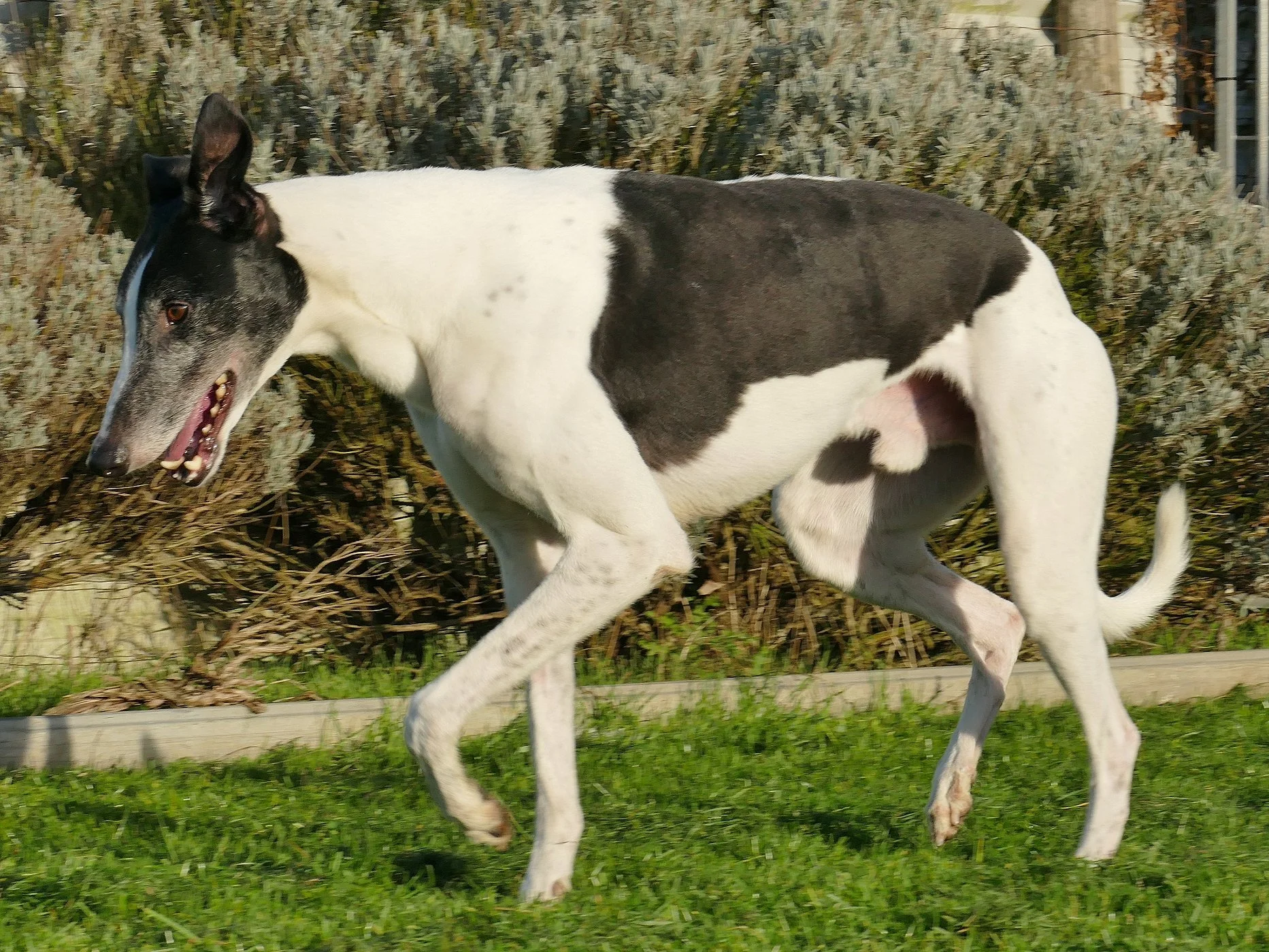 A black and white Great Dane dog running on grass with bushes in the background.