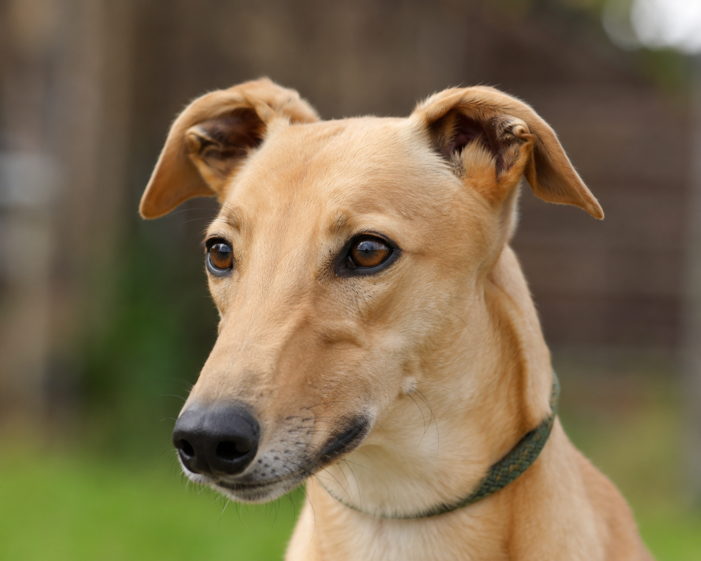 Close-up of a tan dog with floppy ears and dark eyes, wearing a green collar, outdoors with blurred greenery in the background.