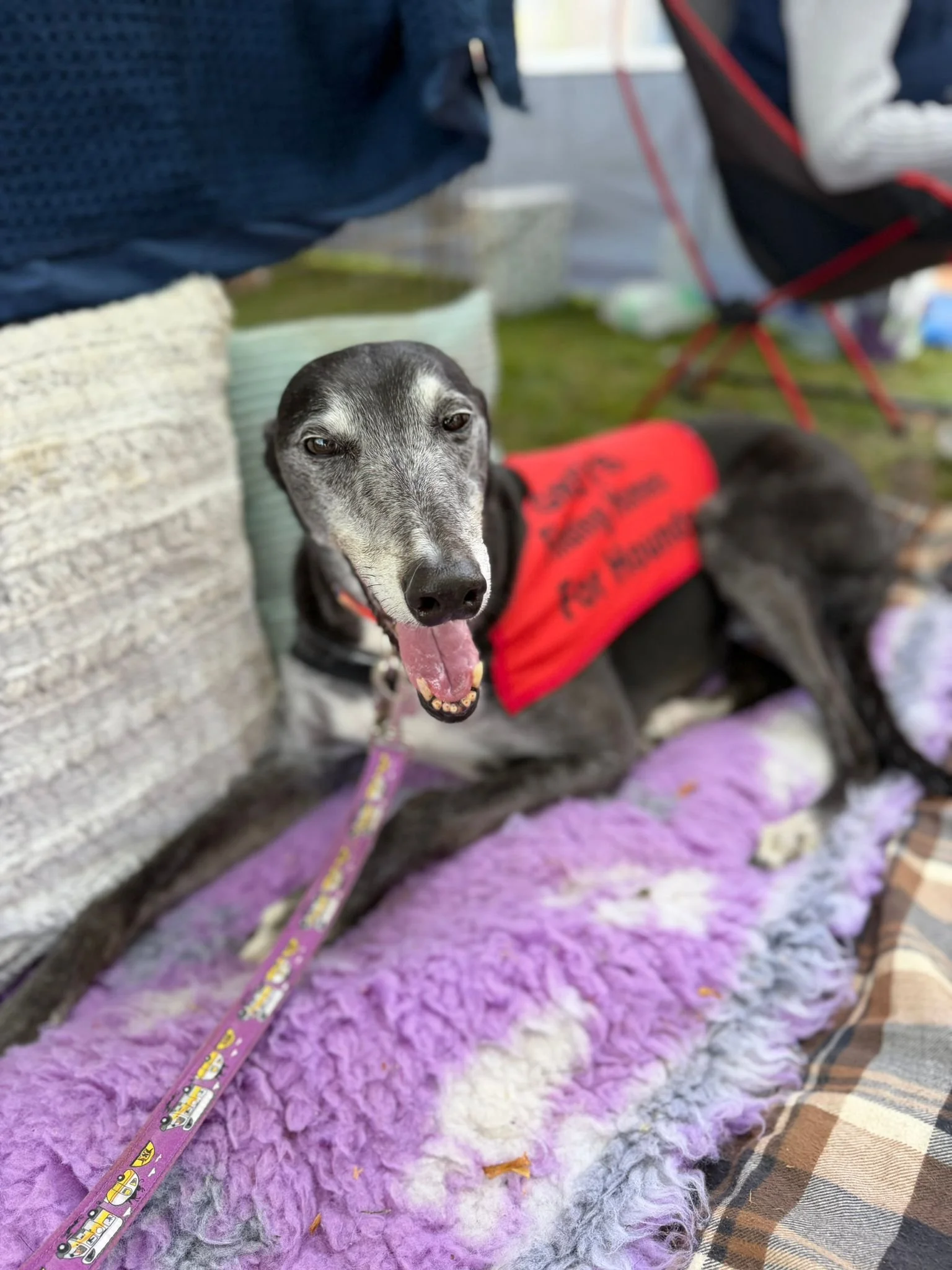 Close-up of a black and gray dog, possibly a Greyhound or Whippet, wearing a red vest with black text, sitting on a purple and gray fluffy blanket outdoors near a stone wall. There is a pink leash attached to the dog and some nearby chairs.