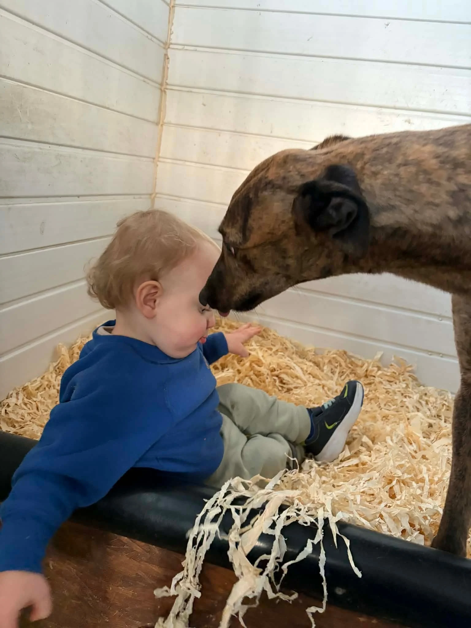 A young boy sitting on a black platform inside a wooden enclosure, touching a brindle-colored dog that is leaning over him, with white shredded paper on the floor.