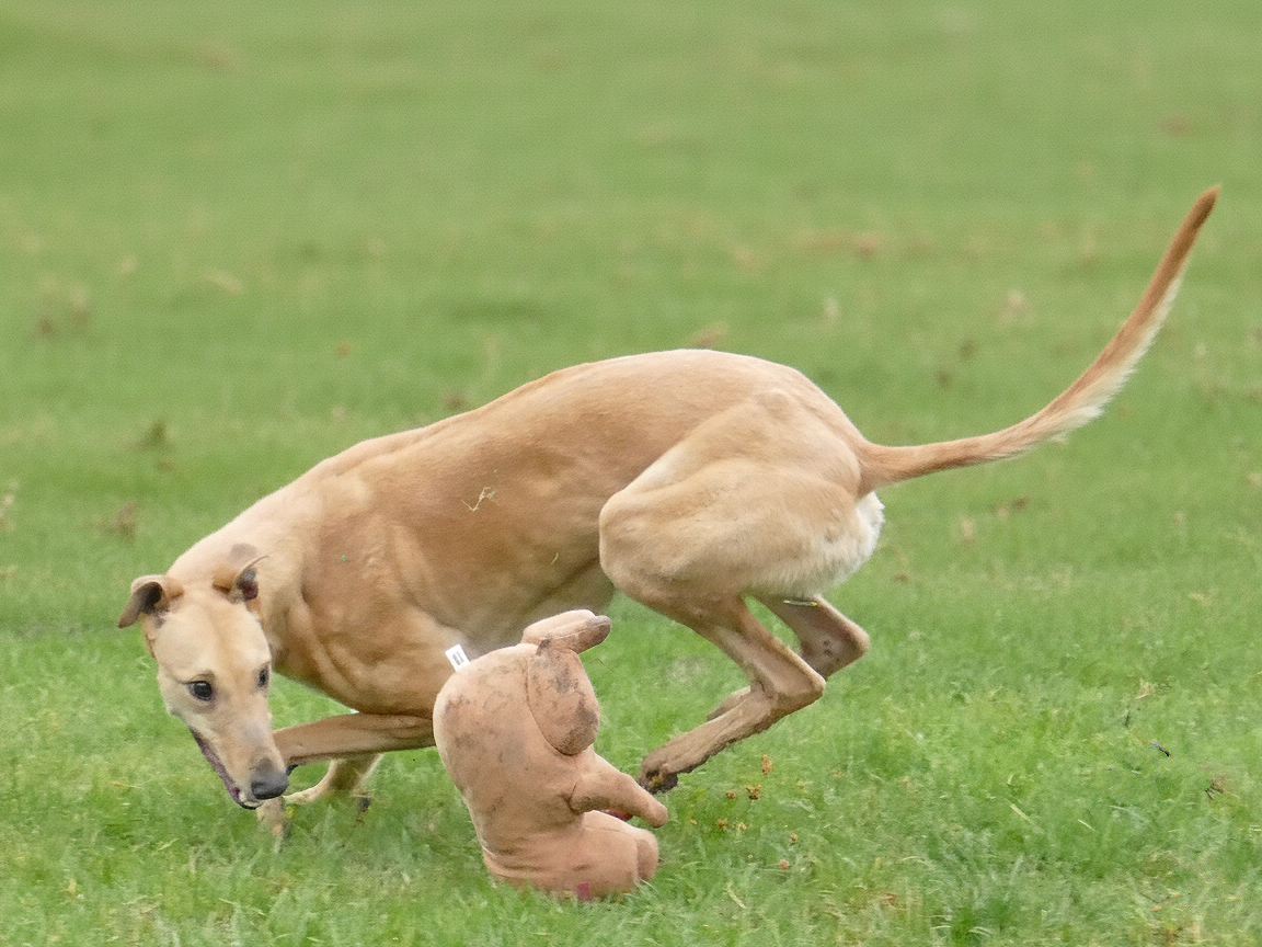 A dog chasing a stuffed animal on a grassy field