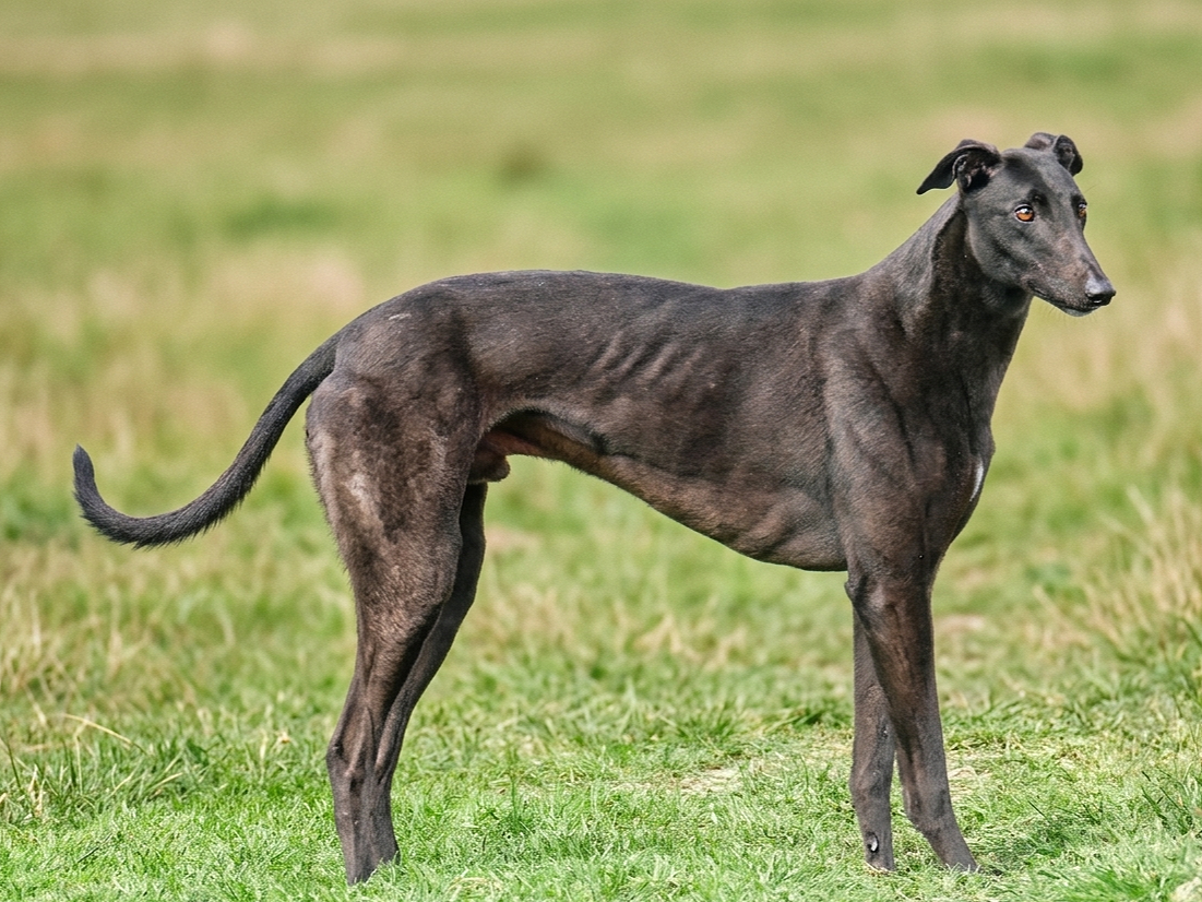 A black greyhound dog standing on a grassy field with a blurred green background.