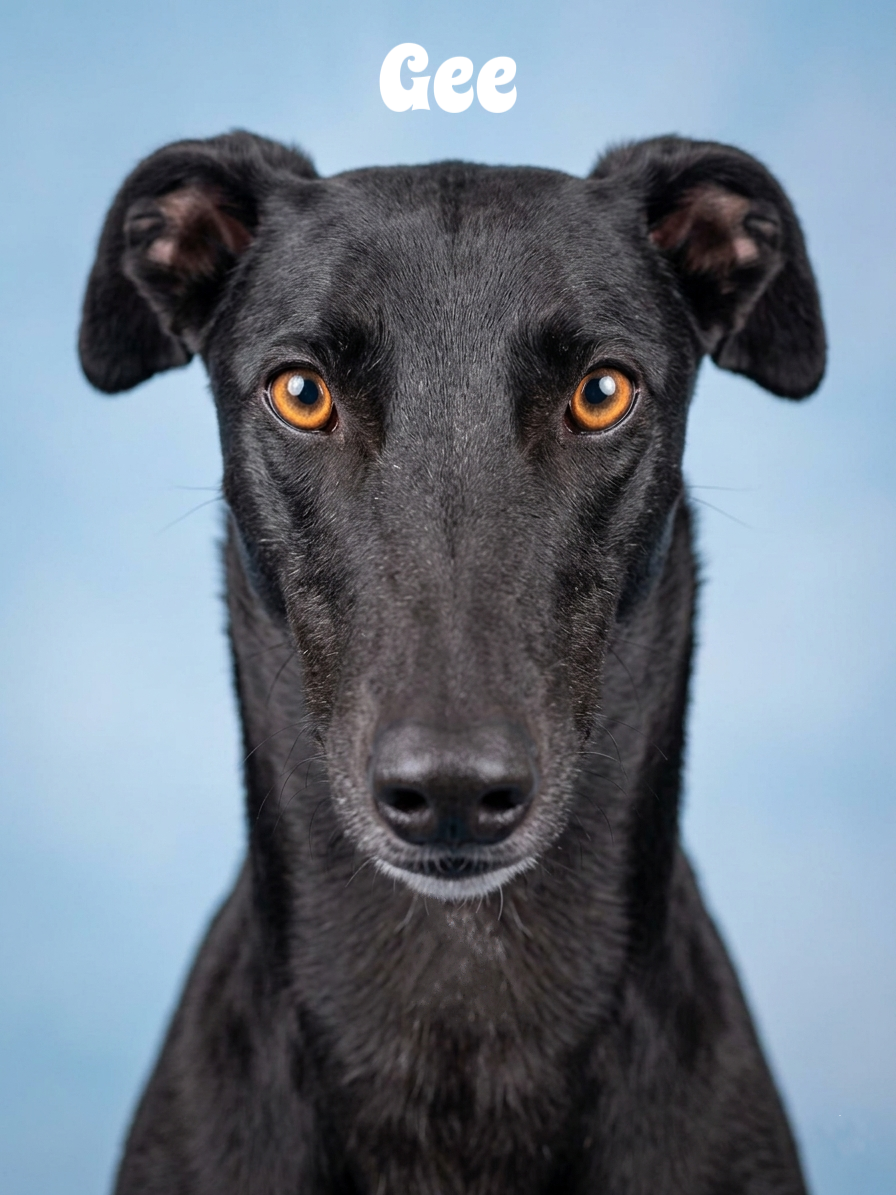 Close-up of a black dog with amber eyes against a blue background, looking directly at the camera, with the word 'Gee' above its head.