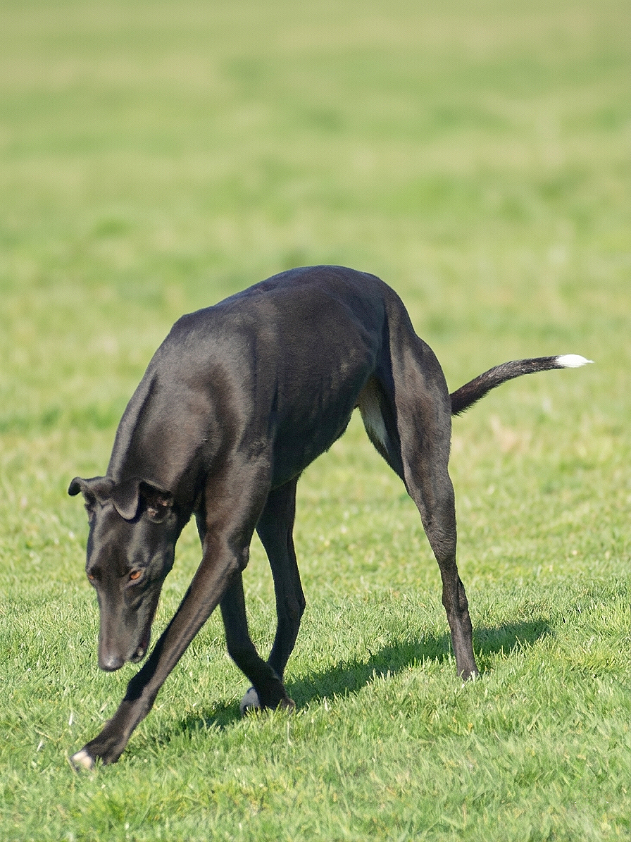 A black greyhound with a white tip on its tail, walking on green grass in an open outdoor area.