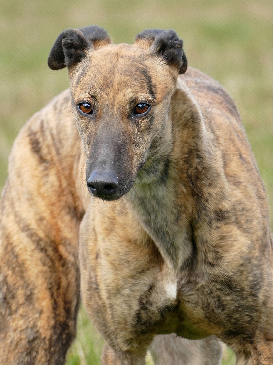 Close-up of a brindle-colored dog with a slender face and large, dark eyes, standing outdoors on grass.