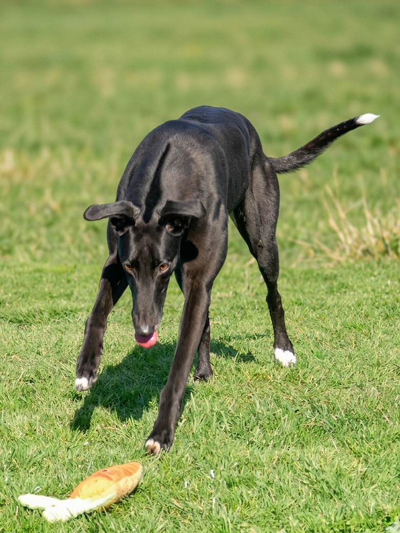 A black dog with white paws and a white tip on its tail playing with a toy on a grassy field.