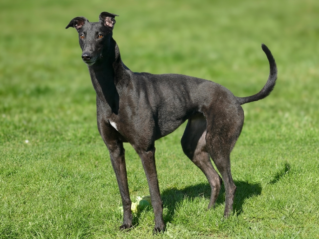 Black dog with a white patch on its chest standing on green grass, looking at the camera.
