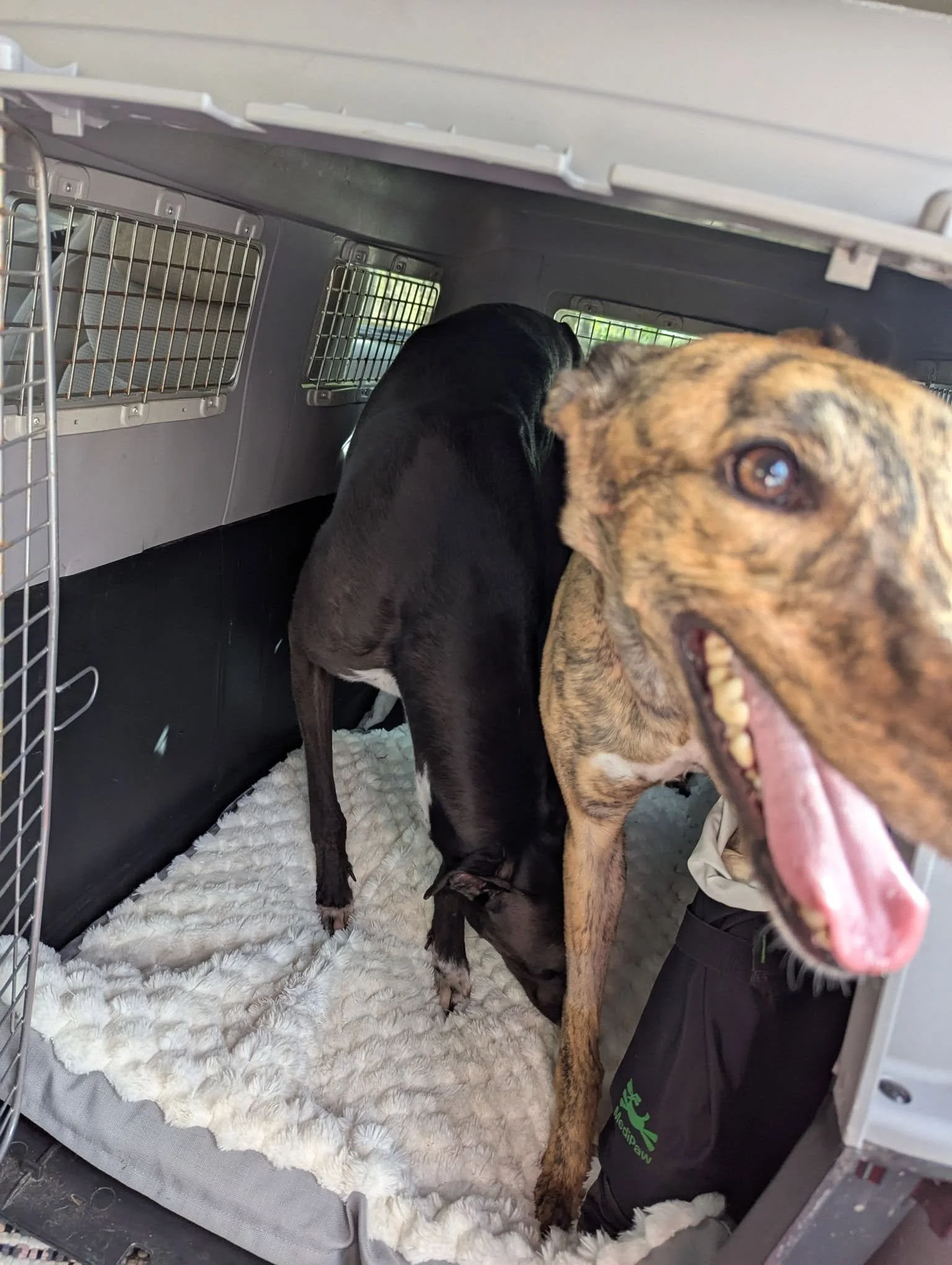 Two dogs inside a pet carrier with a cozy blanket, one black and one brindle.