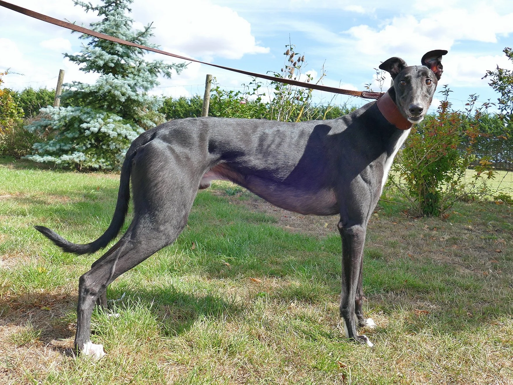 Gray and white greyhound dog standing on grass with greenery and trees in the background under a blue sky with clouds.