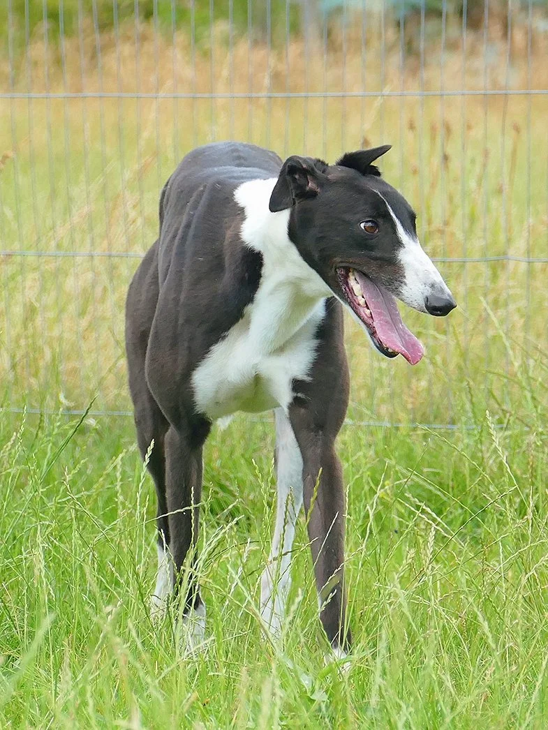 A black and white Greyhound dog standing in a grassy field behind a wire fence, panting with its tongue hanging out.