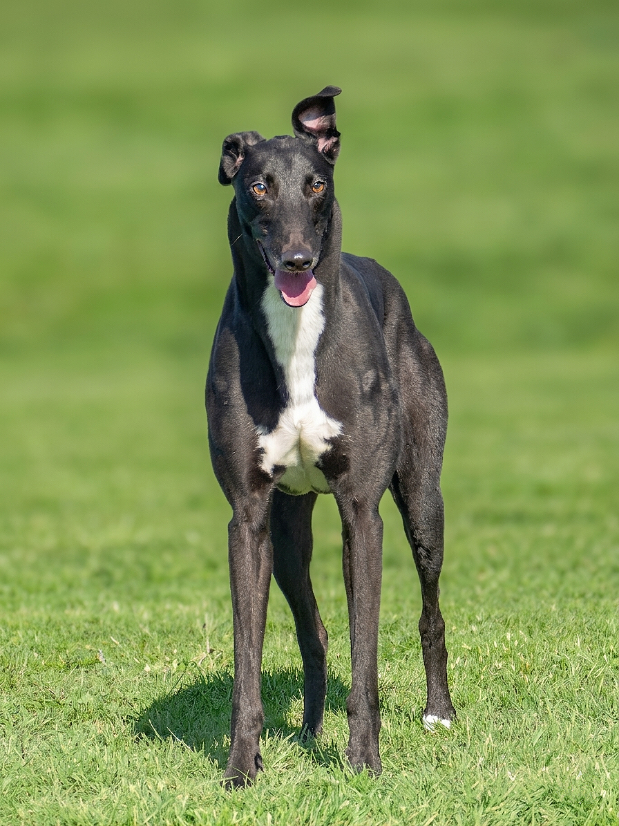 a black Greyhound dog with white markings standing on green grass with a blurred green background