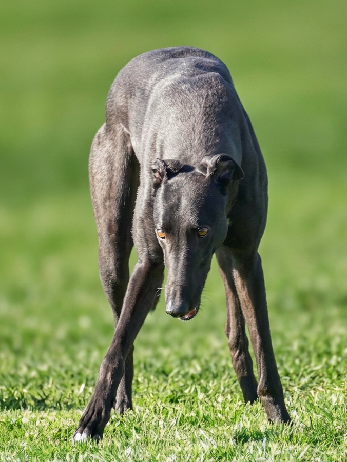 A greyhound dog on green grass, looking down with a focused expression.