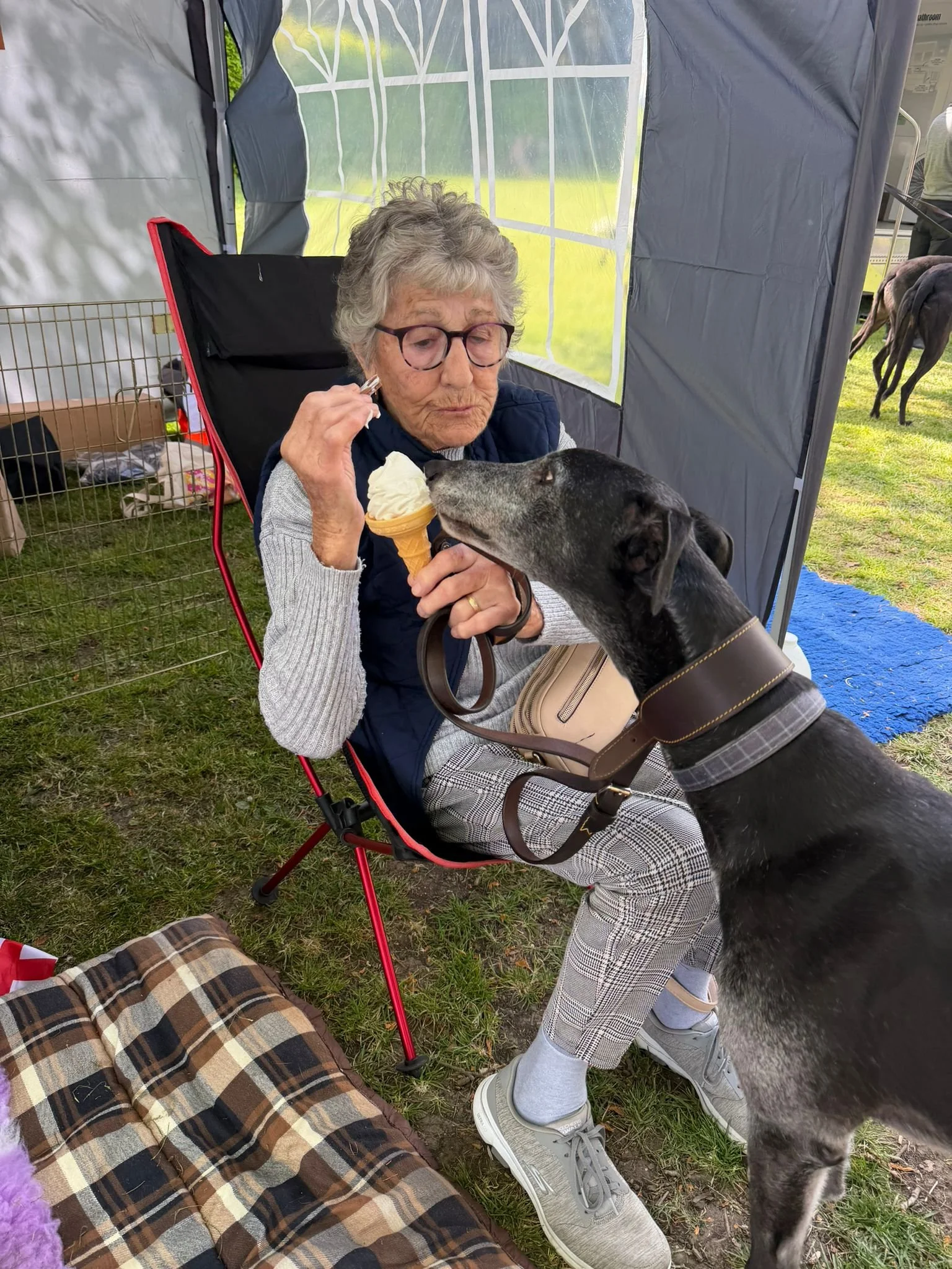 An elderly woman with gray hair, glasses, and a blue vest sitting in a red camping chair, holding an ice cream cone, while a black dog with gray fur on its muzzle is sniffing or licking her face. There is a mesh fence and other people and animals in 