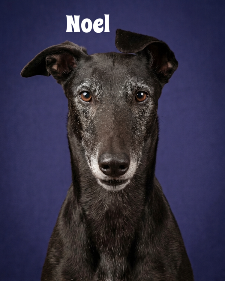 Close-up of a black dog with brown eyes, sitting against a dark blue background. The word "Noel" is written in white text at the top left corner.