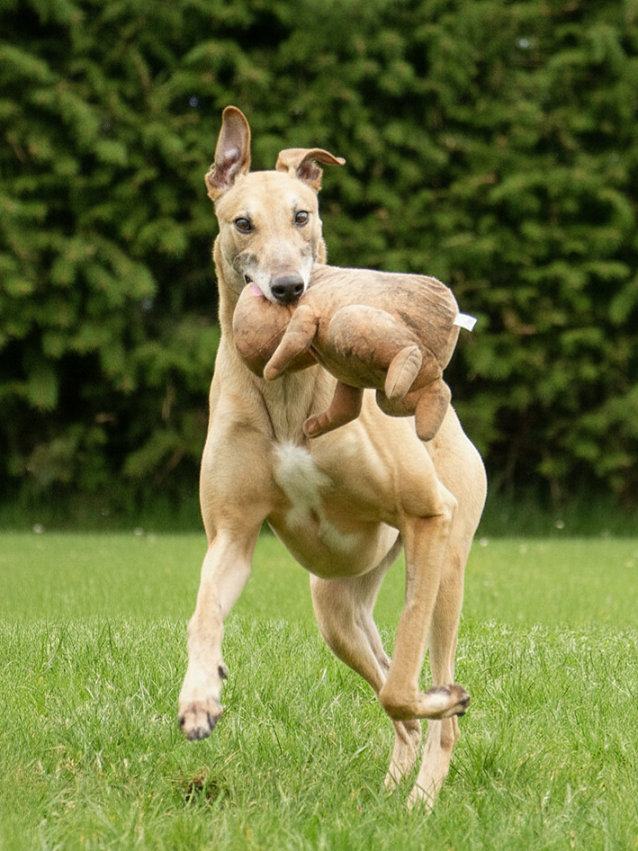 Dog running on grass holding a stuffed toy in its mouth.