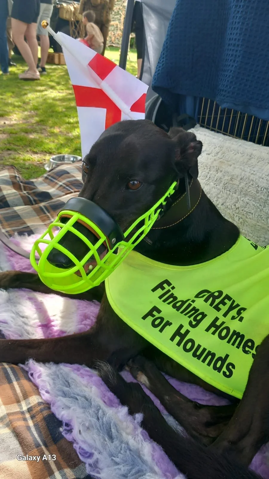 Black greyhound with a green muzzle and a yellow vest reading "GREYS: Finding Homes for Hounds" lying on a pink blanket. In the background, there are people and a tent outdoors.