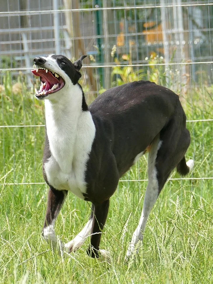 A black and white dog with a long body and slender legs, standing on grass behind a wire fence, with its mouth open wide showing teeth and tongue.