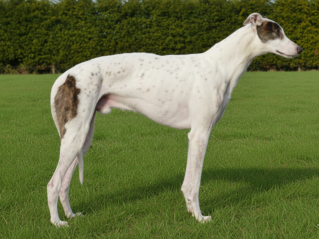 A white and brown Italian Greyhound dog standing on green grass in front of a hedge.
