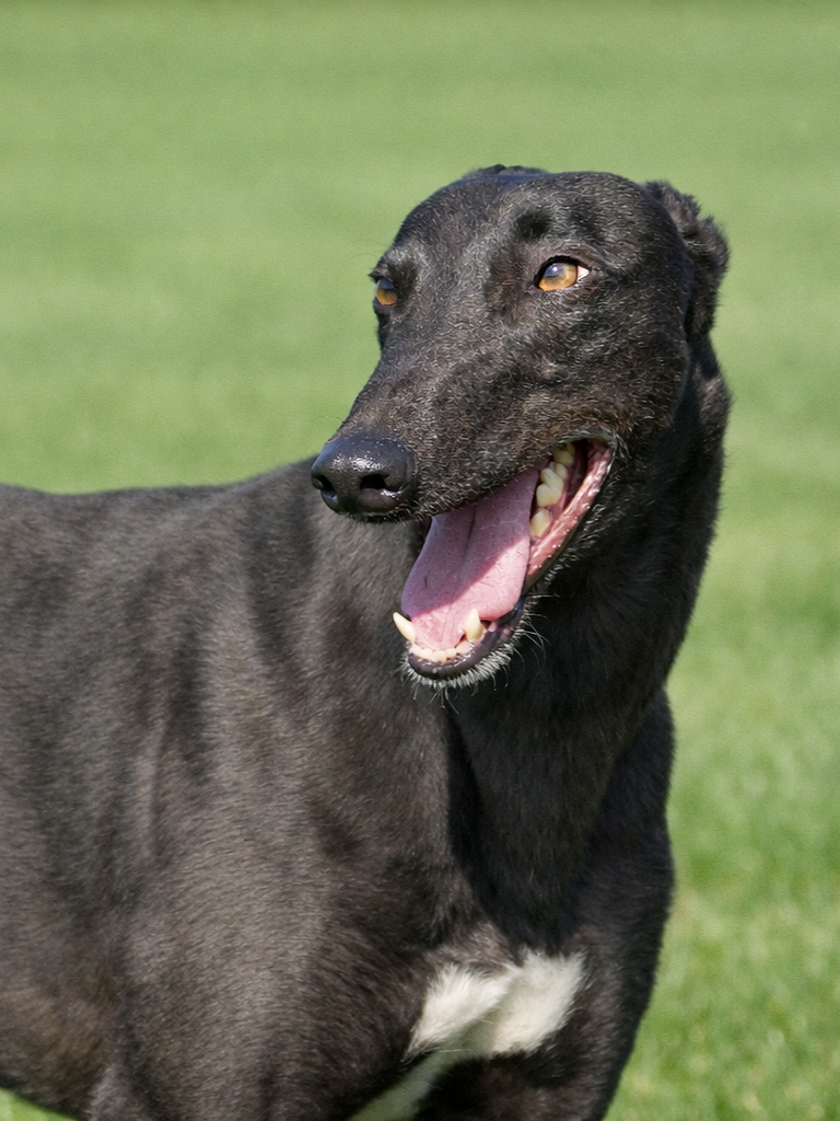 A black dog with a white patch on its chest standing on grass with its mouth open and tongue out.