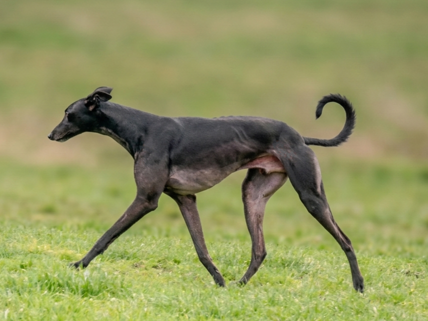A black Greyhound walking on grass in a park.