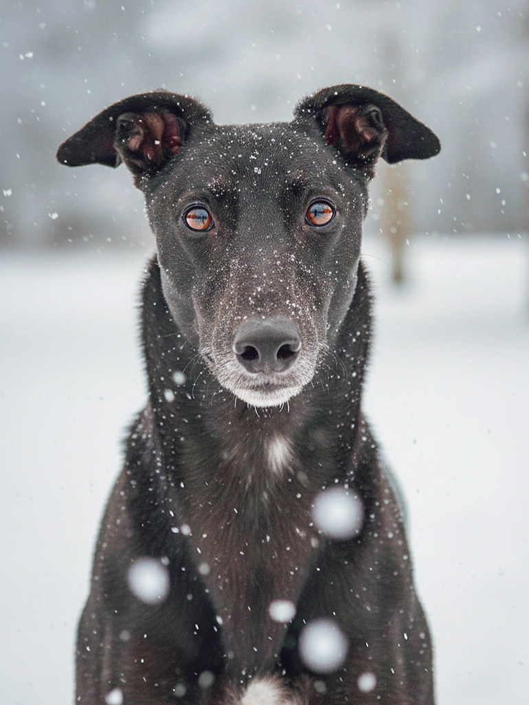 A tall, slender black and brown dog standing in a frosty field on a clear day.