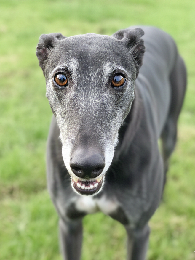 Close-up of a greyhound dog outdoors on grass, looking directly at the camera with a curious expression.