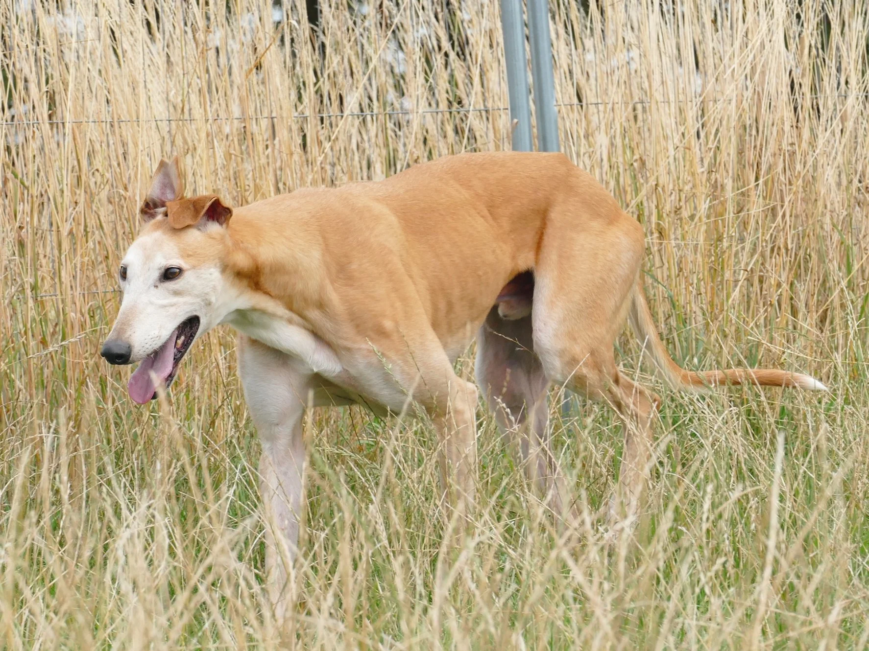 A tan greyhound dog with a white face and black nose standing in tall, dry grass.