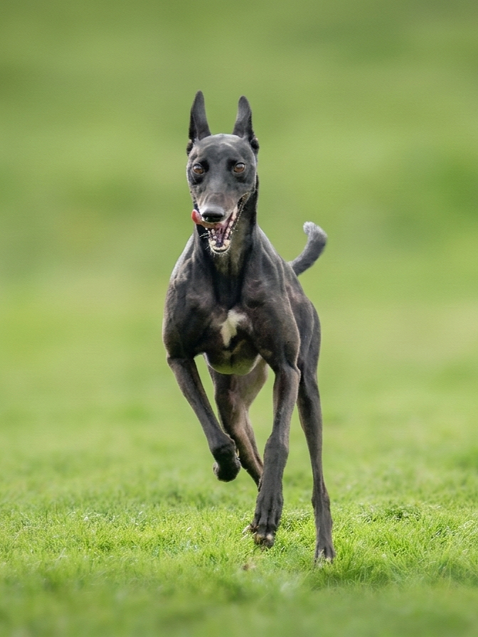 A black Greyhound dog running on grass with a focused expression.