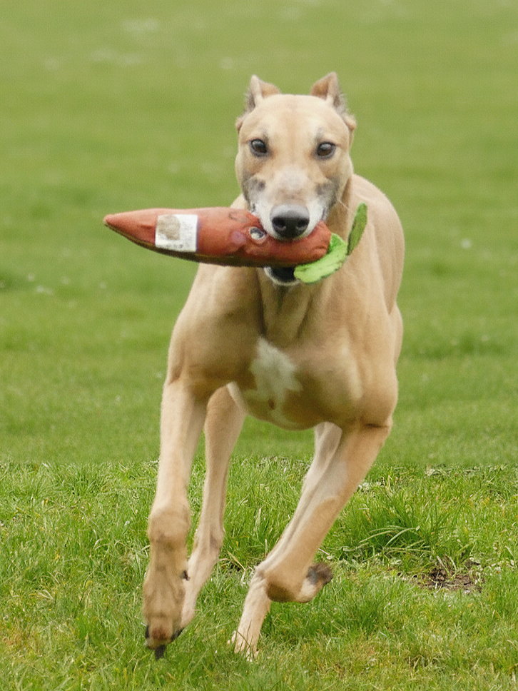 A dog running on grass with a toy in its mouth that resembles a sausage.