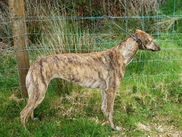 Jane (Waycross Jane)