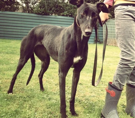 Dixie (Confey Lass)