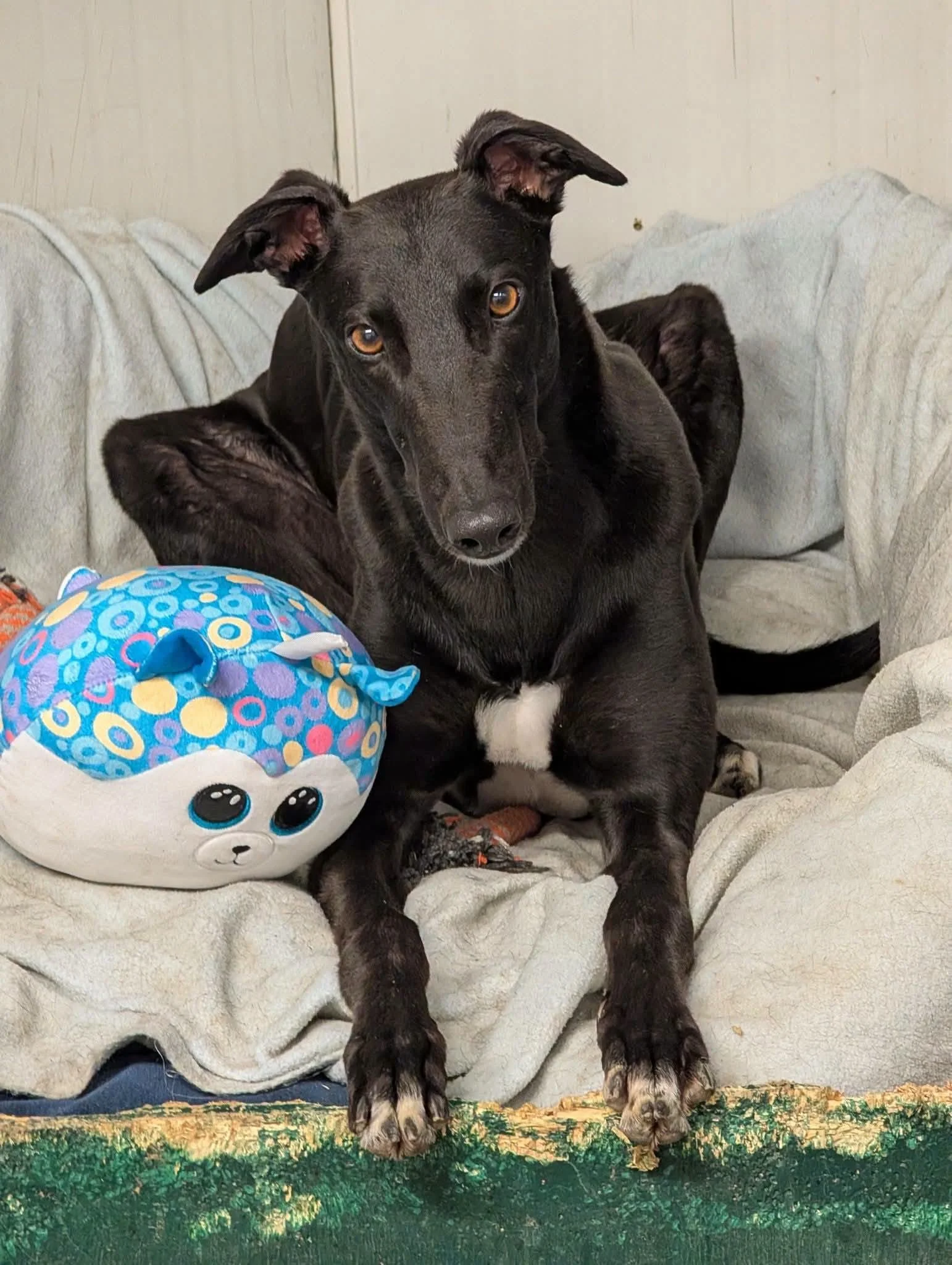 A black dog with tan eyes and white markings on its chest, sitting on a beige blanket, with a plush penguin toy nearby and colorful fabric in the foreground.