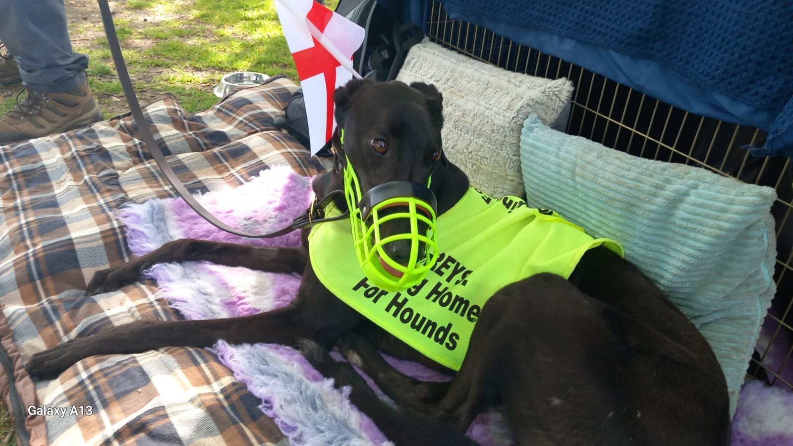 A black greyhound dog lying on a pink and purple blanket, wearing a high-visibility vest that says 'Thank You for Supporting Our Hounds' and a fencing muzzle, on a plaid blanket with pillows behind it. There is a small red and white flag nearby, and 