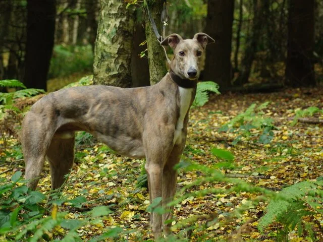 Ben (Glenvale Robbie)