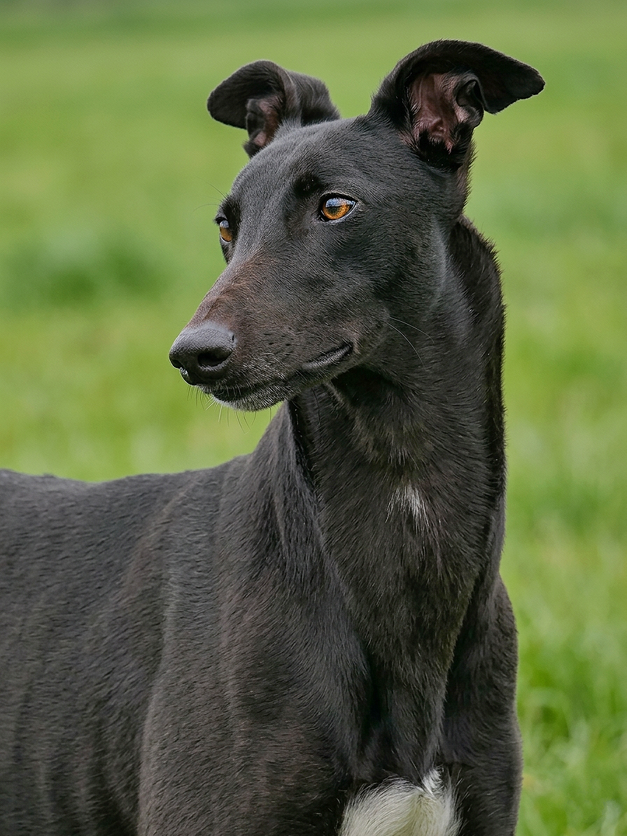 Close-up of a black dog with amber eyes, standing outdoors on green grass, with a curious expression.