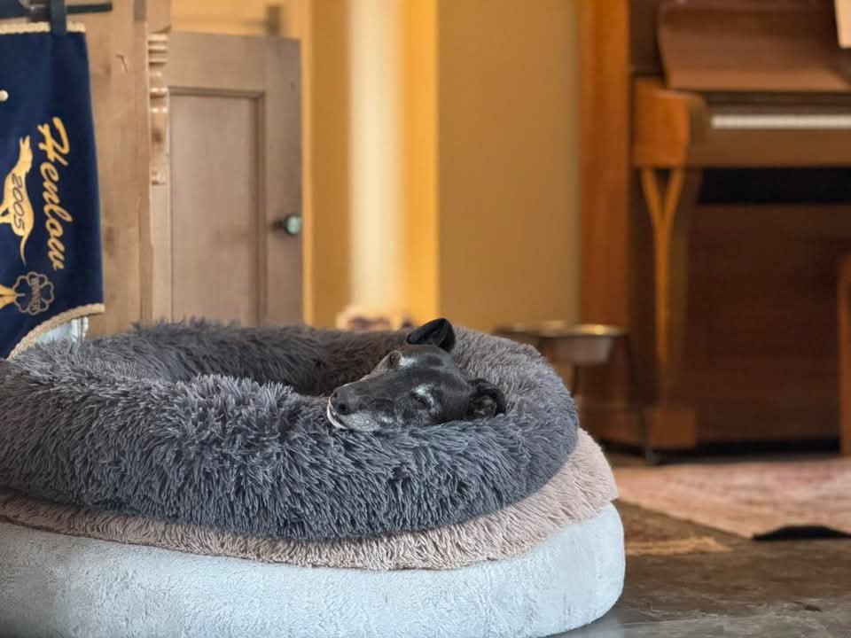 A black dog sleeping in a fluffy gray pet bed beside a wooden cabinet and piano.